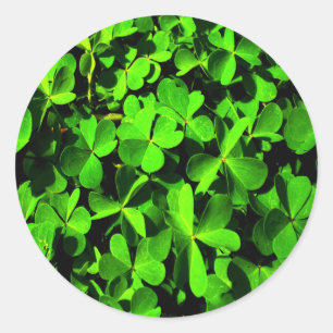 Clovers of Luck on St. Patrick's Day Classic Round Sticker