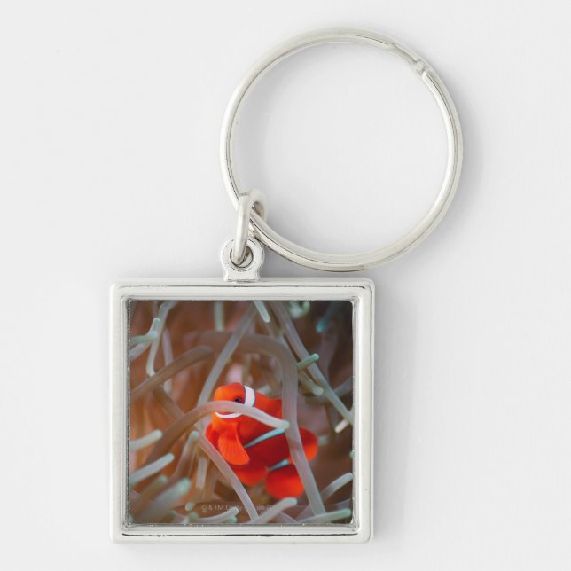 Clown anemonefish 2 key ring (Front)