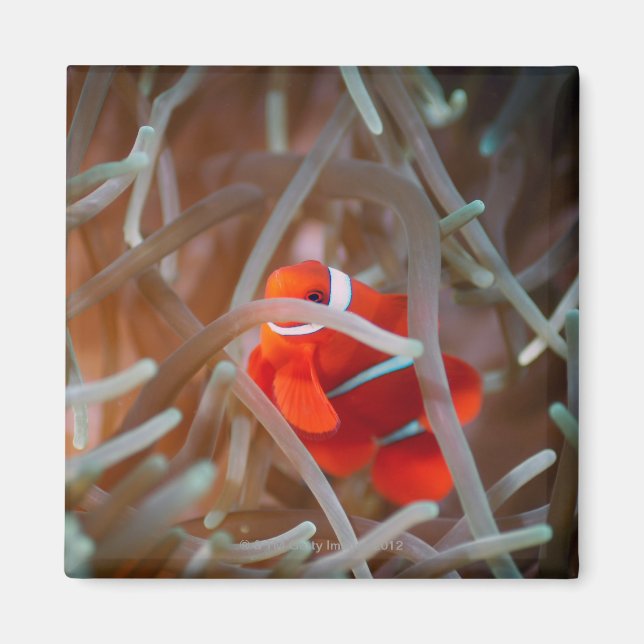 Clown anemonefish 2 magnet (Front)