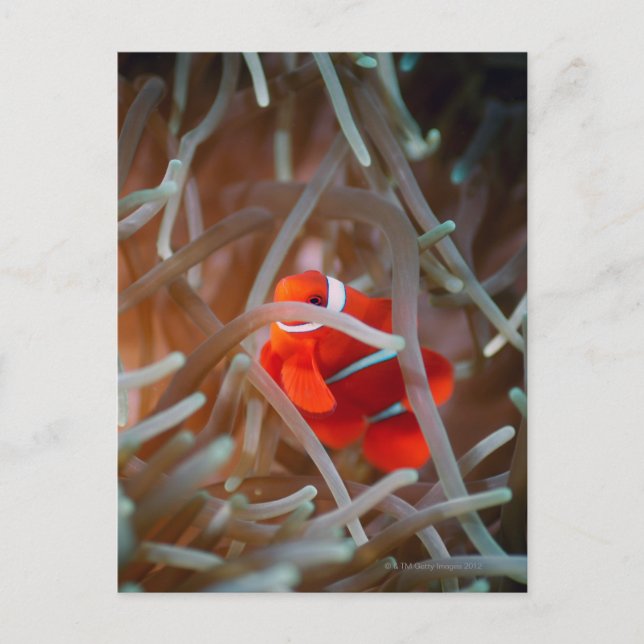 Clown anemonefish 2 postcard (Front)