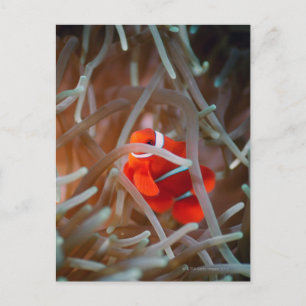 Clown anemonefish 2 postcard
