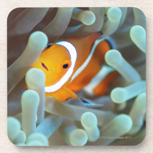 Clown anemonefish 3 coaster