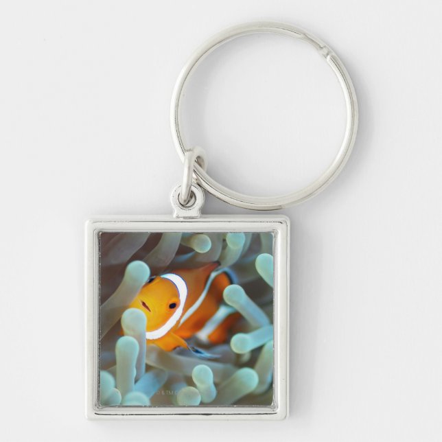 Clown anemonefish 3 key ring (Front)