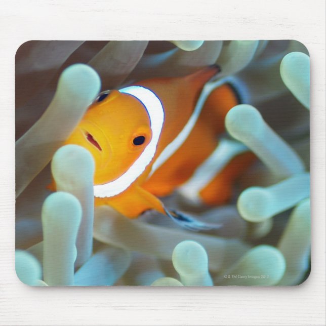 Clown anemonefish 3 mouse mat (Front)