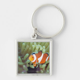 Clown anemonefish 4 key ring
