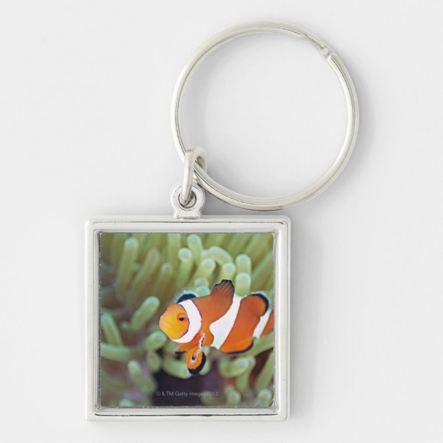 Clown anemonefish 4 key ring (Front)