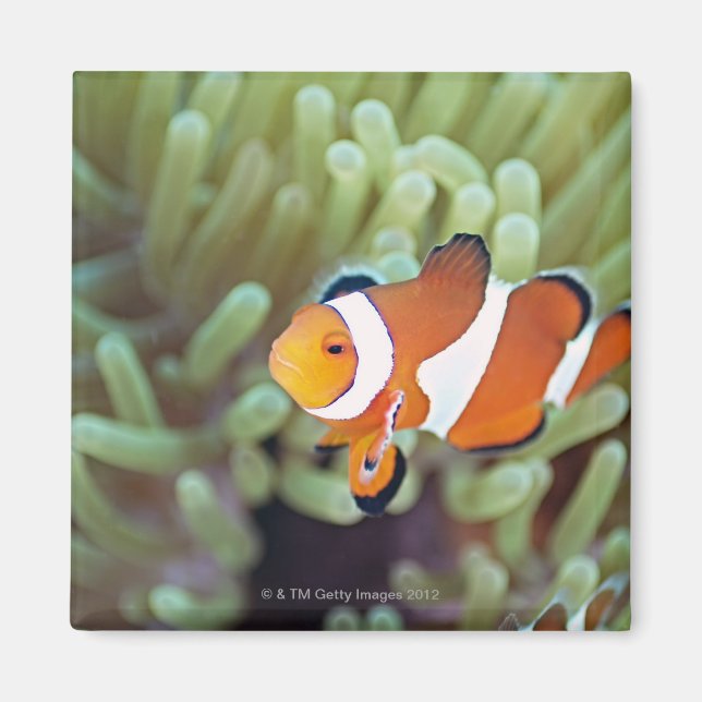 Clown anemonefish 4 magnet (Front)
