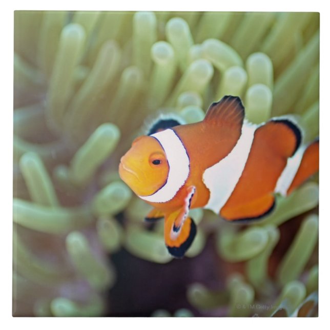 Clown anemonefish 4 tile (Front)