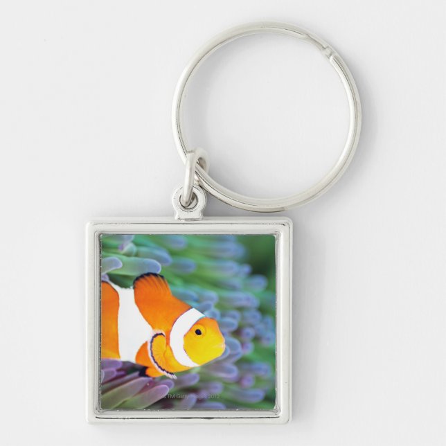 Clown anemonefish key ring (Front)