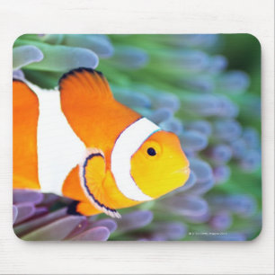 Clown anemonefish mouse mat