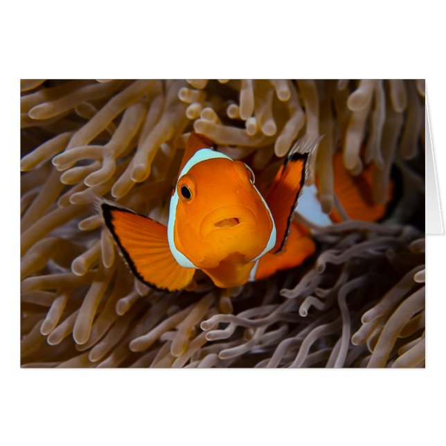 Clown fish (Front Horizontal)