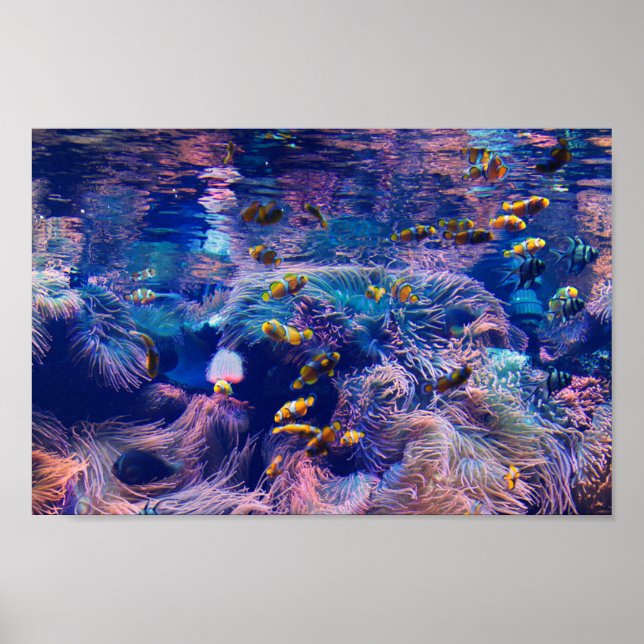 Clown Fish and purple aquarium  Poster (Front)