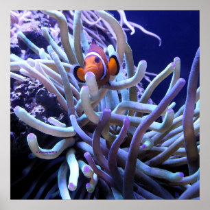 Clown fish Anemone Poster