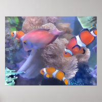 Clown Fish Aquarium