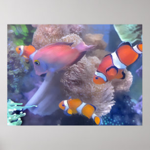 Clown Fish Aquarium Poster