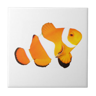 Clown Fish Ceramic Tile