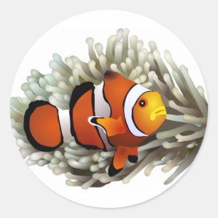 Clown Fish Classic Round Sticker