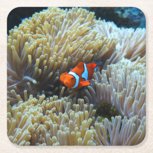 Clown Fish in a Coral Reef Square Paper Coaster