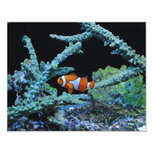 Clown Fish in Coral Photo Print