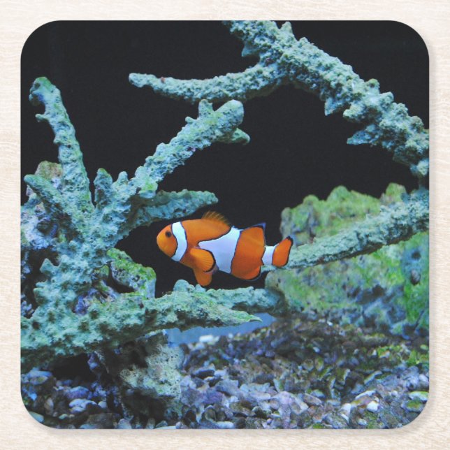 Clown Fish in Coral Square Paper Coaster (Front)