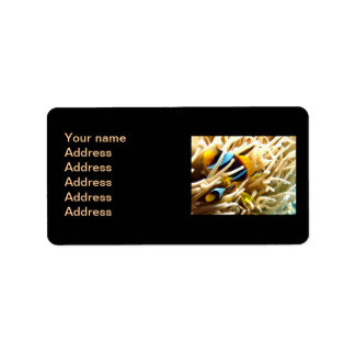 Clown Fish Label