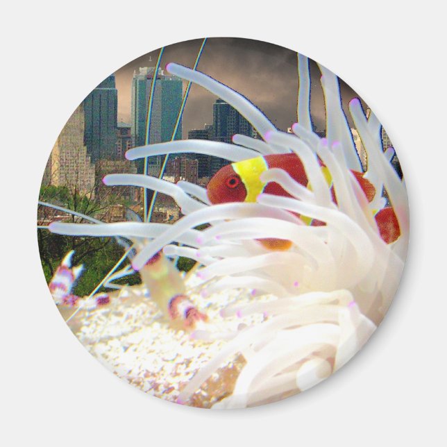 Clown Fish Magnet (Front)