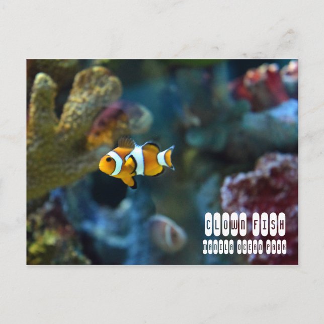 Clown Fish Postcard (Front)