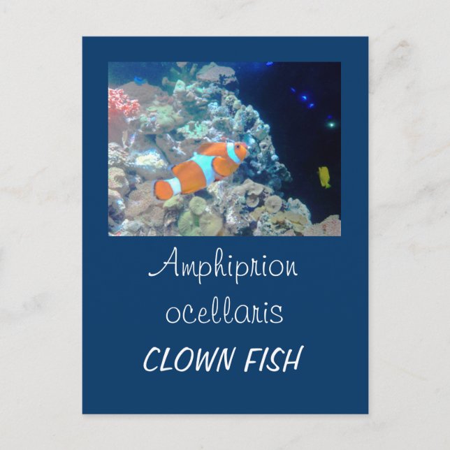 Clown fish postcard (Front)
