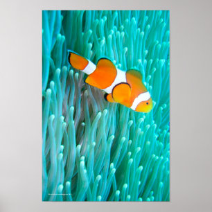 Clown Fish Poster