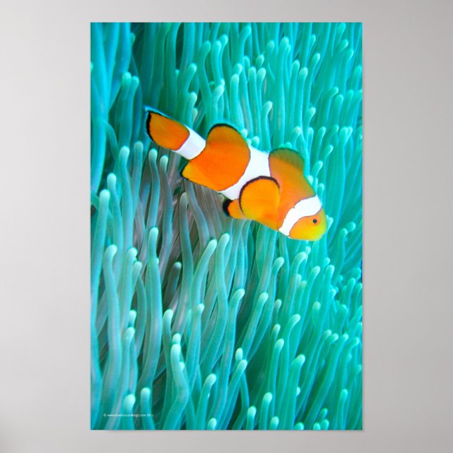 Clown Fish Poster (Front)
