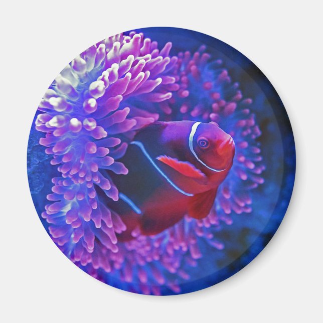 Clown fish sea anenome Tropical ocean blue red Magnet (Front)