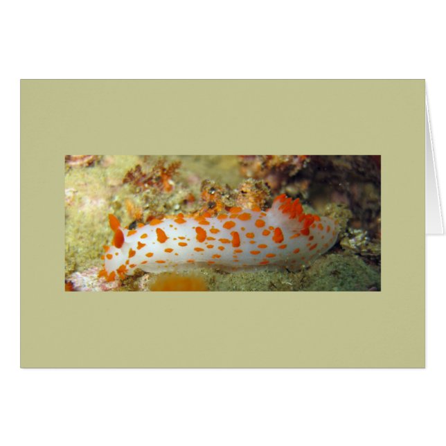 Clown Nudibranch (Front Horizontal)