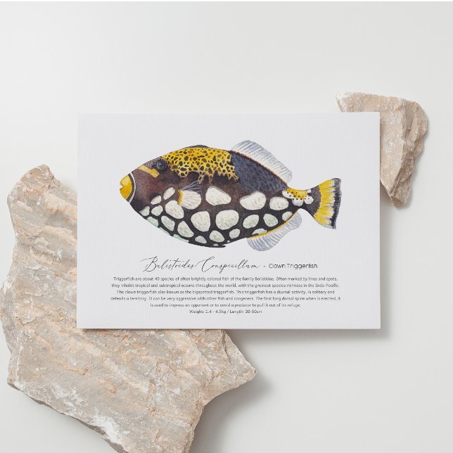 Clown Triggerfish Postcard (Creator Uploaded)