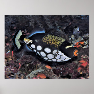 Clown Triggerfish Raja Ampat Poster