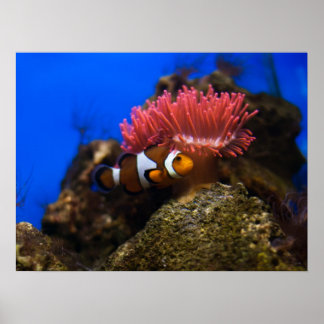 clown vis poster
