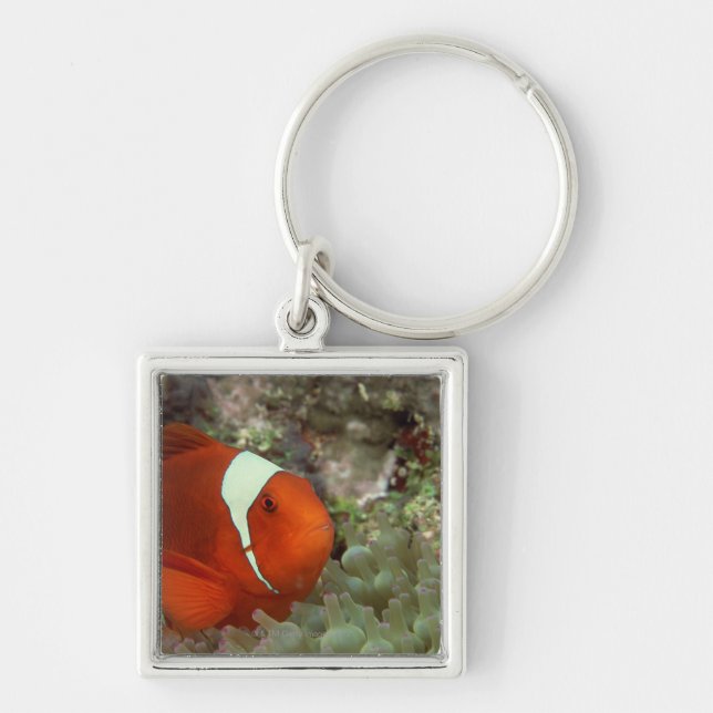 Clownfish 2 key ring (Front)