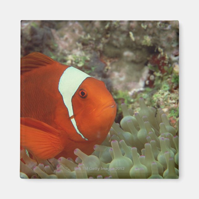 Clownfish 2 magnet (Front)