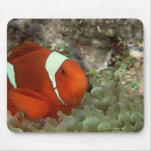 Clownfish 2 mouse mat