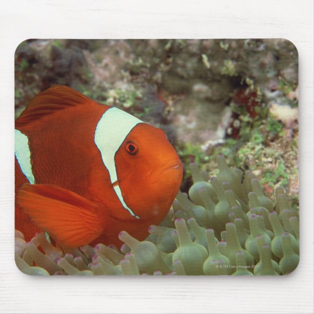 Clownfish 2 mouse mat (Front)