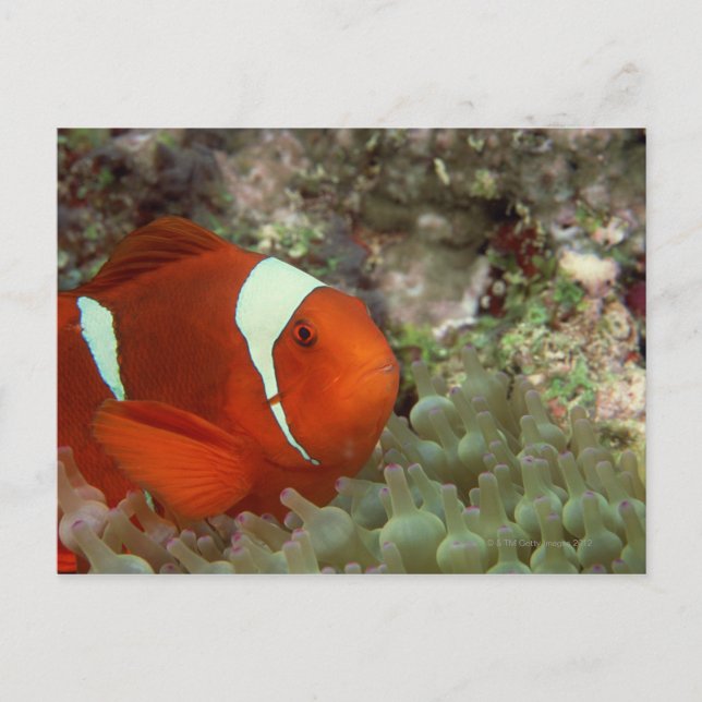 Clownfish 2 postcard (Front)