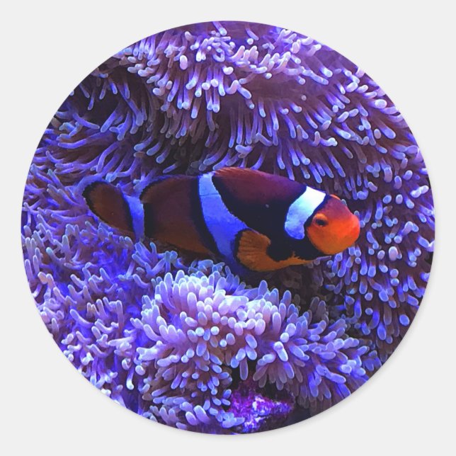 Clownfish #2 Stickers (Front)