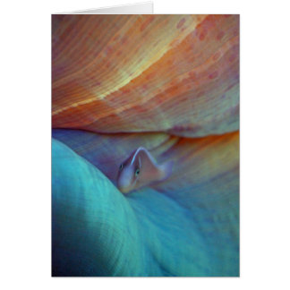Clownfish and anemone - Card