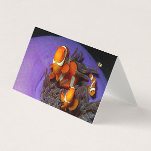 Clownfish are always in move Busy Anemonefish