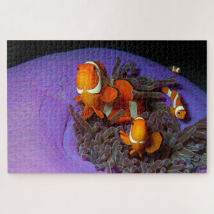 Clownfish are always in move   Busy Anemonefish    Jigsaw Puzzle