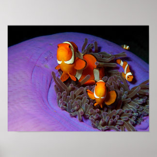 Clownfish are always in move | Busy Anemonefish | Poster