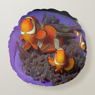 Clownfish are always in move   Busy Anemonefish    Round Cushion