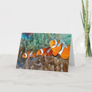 Clownfish Card