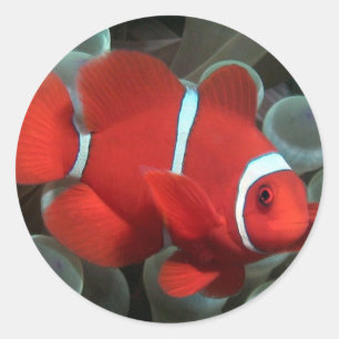 Clownfish Classic Round Sticker