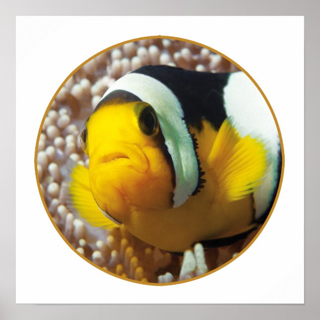 Clownfish - Close-Up! Round Photographic Design |  Poster (Front)