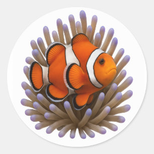 Clownfish & Cosy Coral Classic Round Sticker